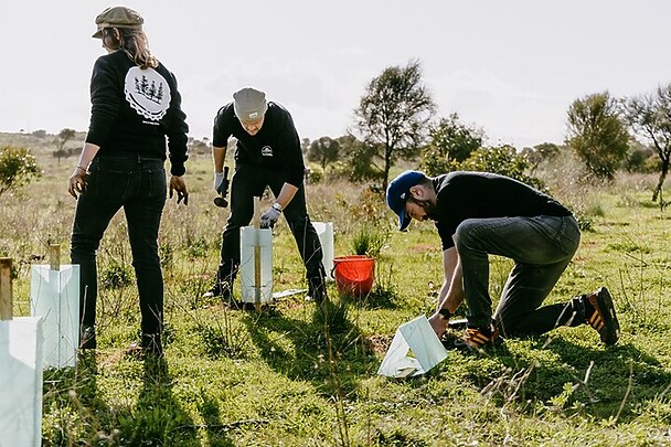 4 Pines plants green for Manly's mean